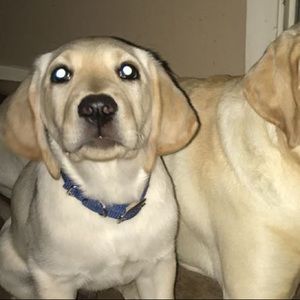 Meet your Posher, Keira